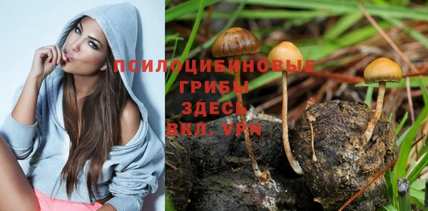 шишки Белоозёрский